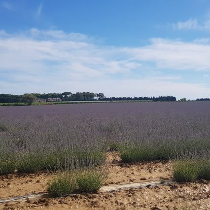 Séminaire au Mas Saint Rémy
