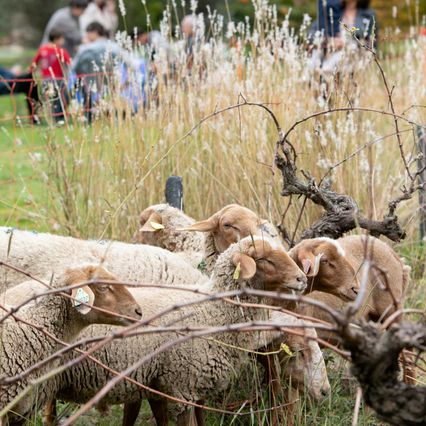 Séminaire au Mas Saint Rémy