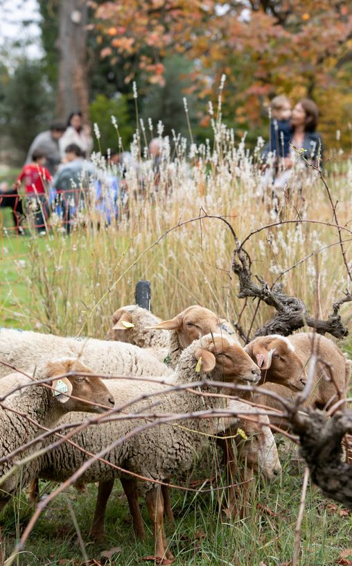 Les moutons des vignes