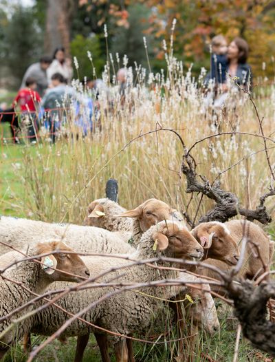Les moutons des vignes