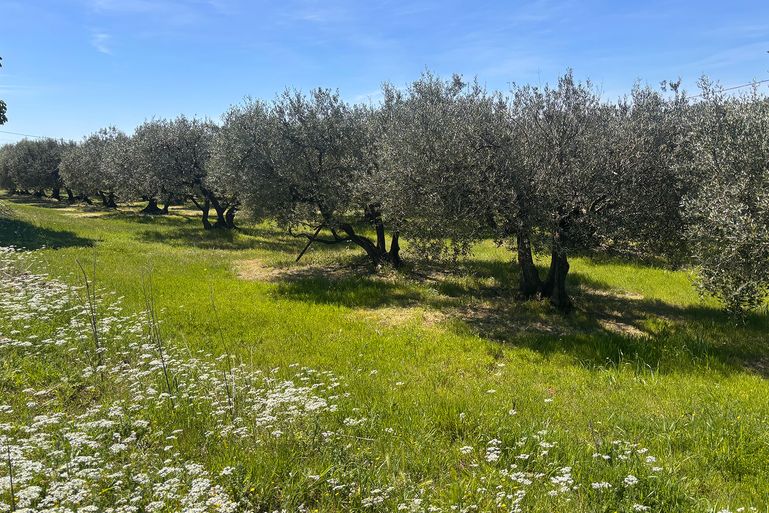 Branche d’olivier