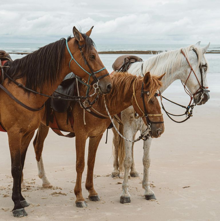 Chevaux camargue