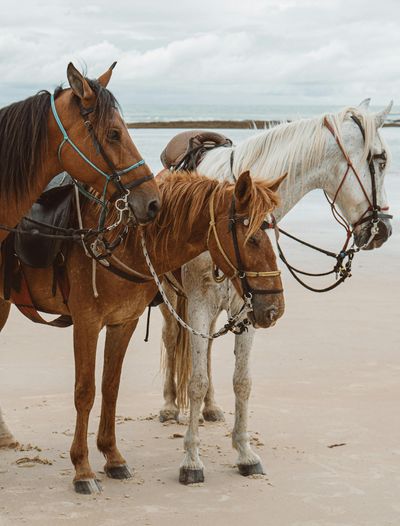 Chevaux camargue